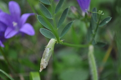 Vicia lutea lutea