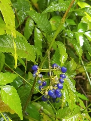 Palicourea cyanococca