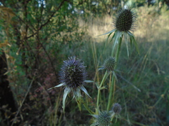 Eryngium alternatum