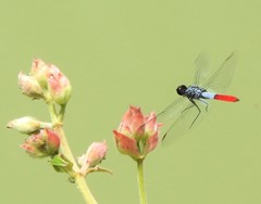 Planiplax erythropyga