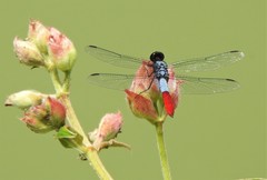 Planiplax erythropyga