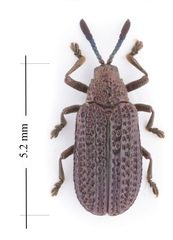 Microrhopala excavata