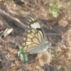 Belenois aurota aurota