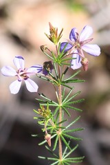 Platytheca galioides