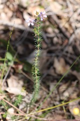 Platytheca galioides