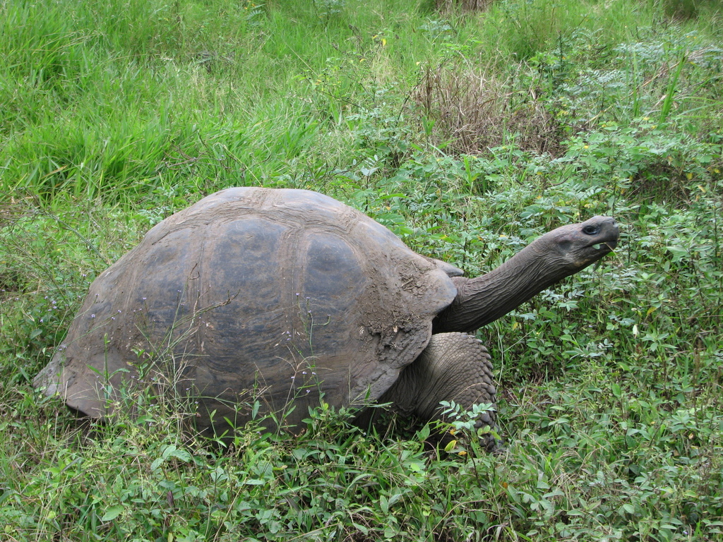 Western Santa Cruz Giant Tortoise in January 2008 by Jessee J. Smith ...