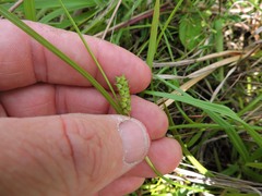 Carex microdonta