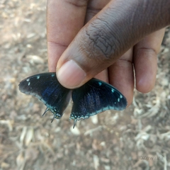 Charaxes viola viola