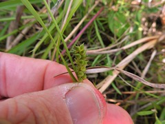Carex microdonta