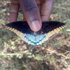Charaxes epijasius