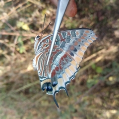 Charaxes epijasius