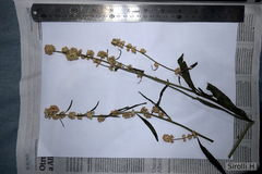 Baccharis phyteuma