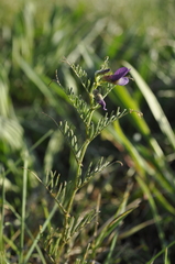 Vicia peregrina