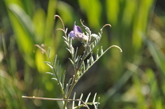 Vicia peregrina