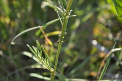 Vicia peregrina