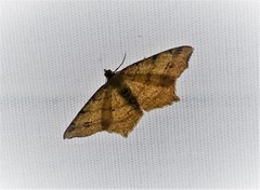 Macaria aequiferaria