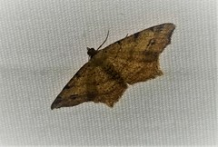 Macaria aequiferaria