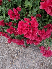 Bougainvillea