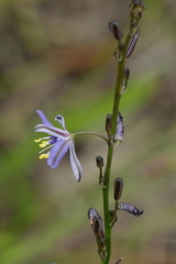 Caesia parviflora vittata