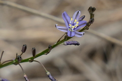 Caesia parviflora vittata