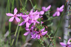 Tetratheca parvifolia