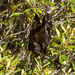 New Caledonia Flying Fox - Photo (c) Frédéric Desmoulins, some rights reserved (CC BY-NC), uploaded by Frédéric Desmoulins