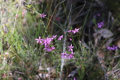 Tetratheca parvifolia
