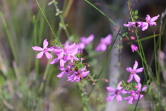 Tetratheca parvifolia