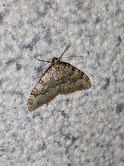 Nebula ibericata