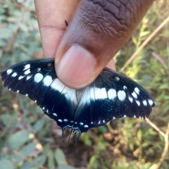 Charaxes achaemenes monticola