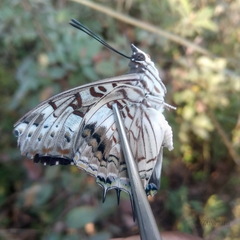 Charaxes achaemenes monticola