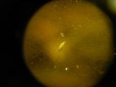 Macrostomum