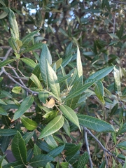 Quercus hypoleucoides