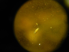 Macrostomum