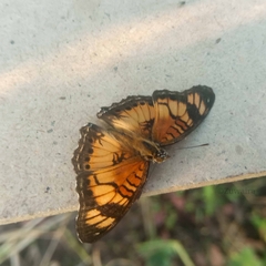 Junonia sophia sophia