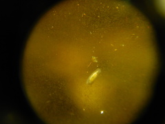Macrostomum