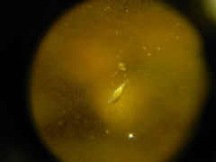 Macrostomum