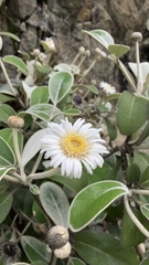 Pachystegia insignis