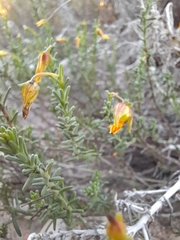 Fumana thymifolia