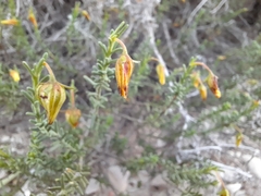 Fumana thymifolia