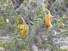 Fumana thymifolia