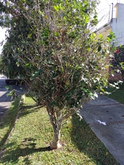 Camellia japonica