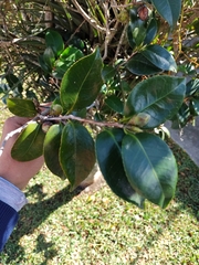 Camellia japonica