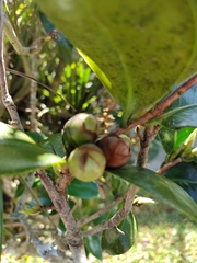 Camellia japonica