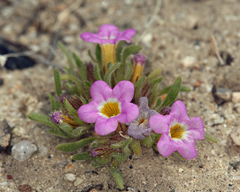 Nama aretioides multiflora