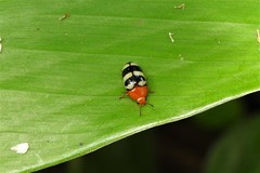 Mycotretus psittacus