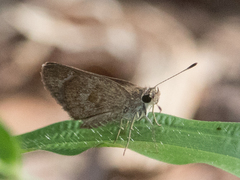 Callimormus saturnus