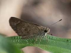 Callimormus saturnus