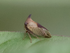 Ceresa ustulata