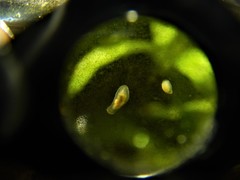 Macrostomum